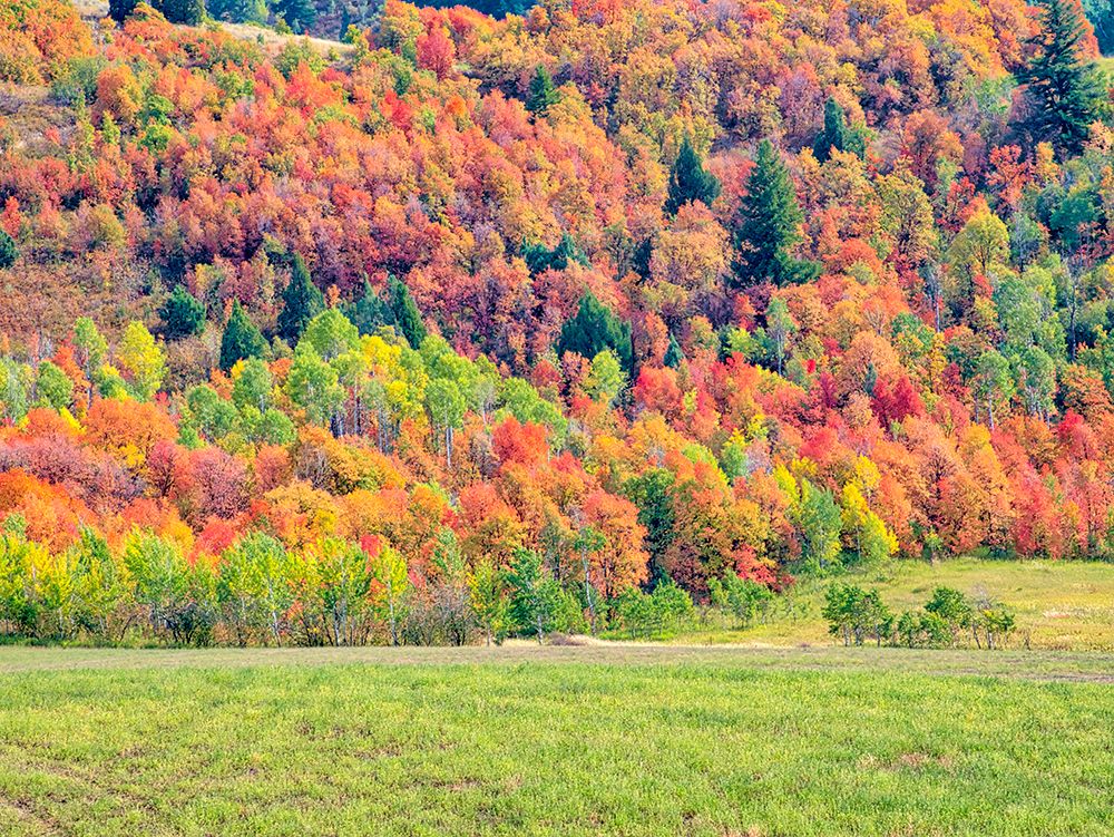 USA-Utah-Logan Pass Colorful autumn in Provo Pass art print by Terry Eggers for $57.95 CAD