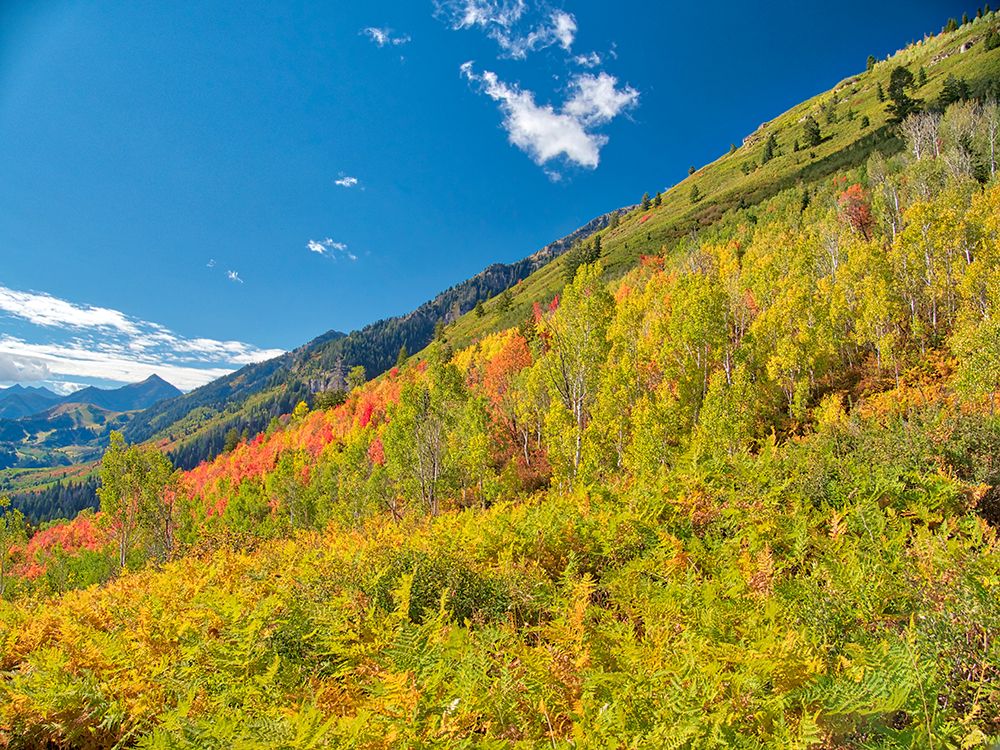 USA-Utah-Logan Pass Colorful autumn in Provo Pass art print by Terry Eggers for $57.95 CAD