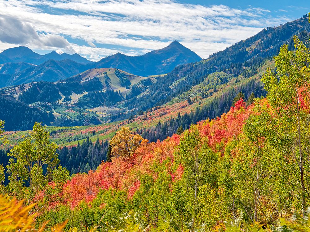 USA-Utah-Logan Pass Colorful autumn in Provo Pass art print by Terry Eggers for $57.95 CAD