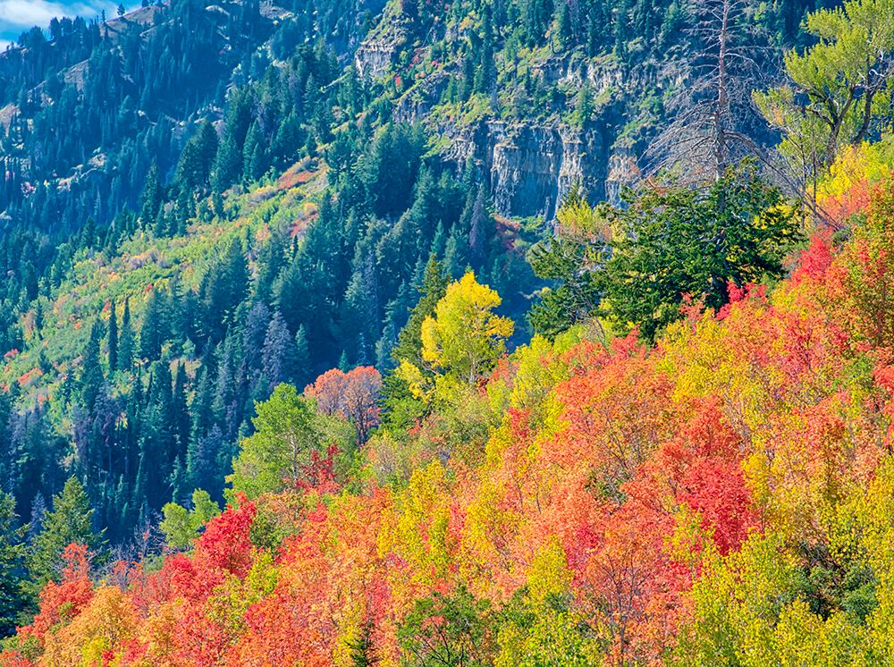 USA-Utah-Logan Pass Colorful autumn in Provo Pass art print by Terry Eggers for $57.95 CAD