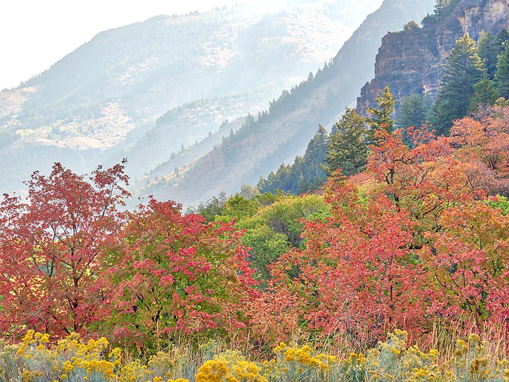 USA-Utah-Logan Canyon Colorful aspens in autumn art print by Terry Eggers for $57.95 CAD