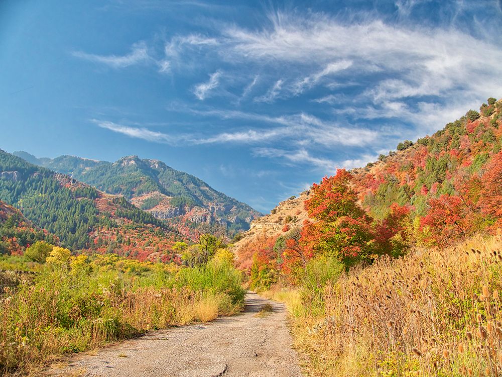 USA-Utah-Logan Canyon Colorful aspens in autumn art print by Terry Eggers for $57.95 CAD