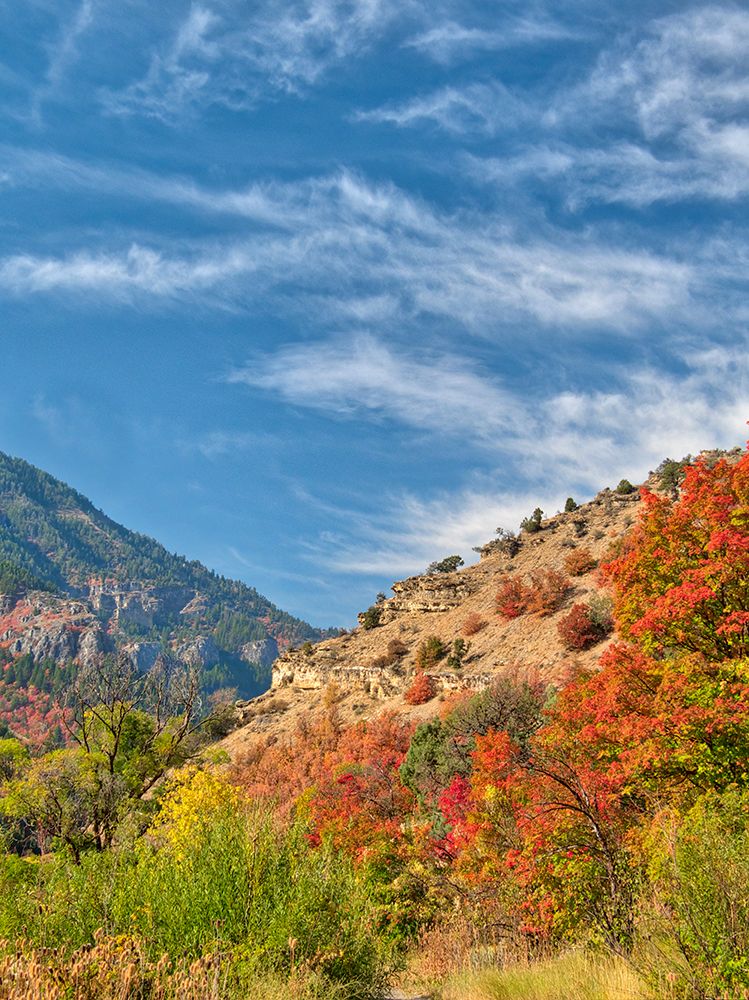 USA-Utah-Logan Canyon Colorful aspens in autumn art print by Terry Eggers for $57.95 CAD