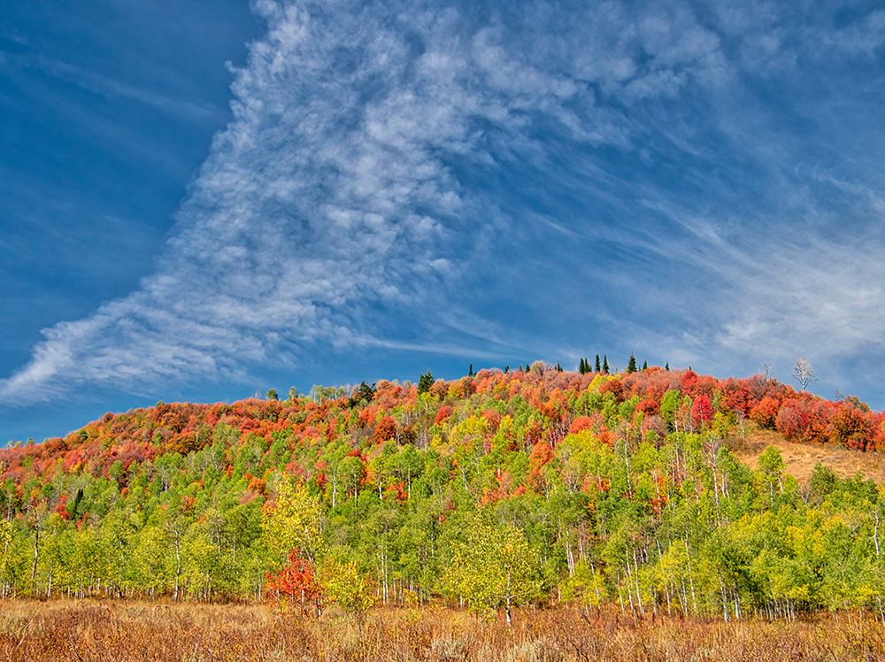 USA-Utah-Logan Canyon Colorful aspens in autumn art print by Terry Eggers for $57.95 CAD