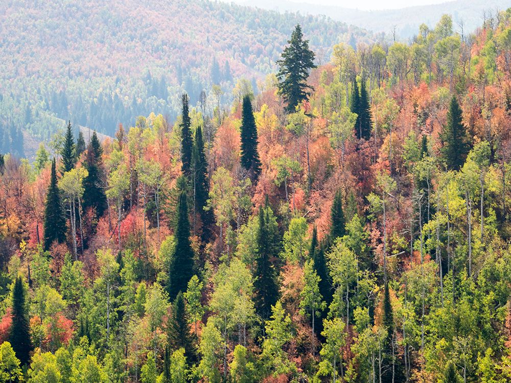 USA-Utah-Logan Canyon Colorful aspens in autumn art print by Terry Eggers for $57.95 CAD