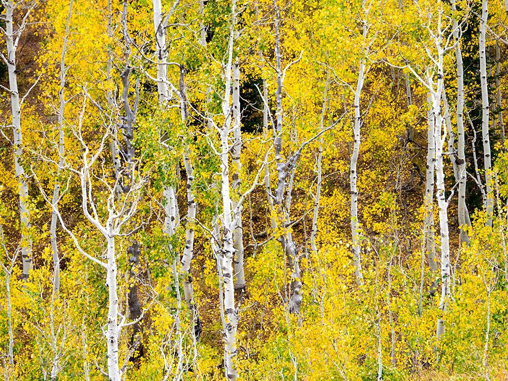 USA-Utah-Logan Canyon Colorful aspens in autumn art print by Terry Eggers for $57.95 CAD