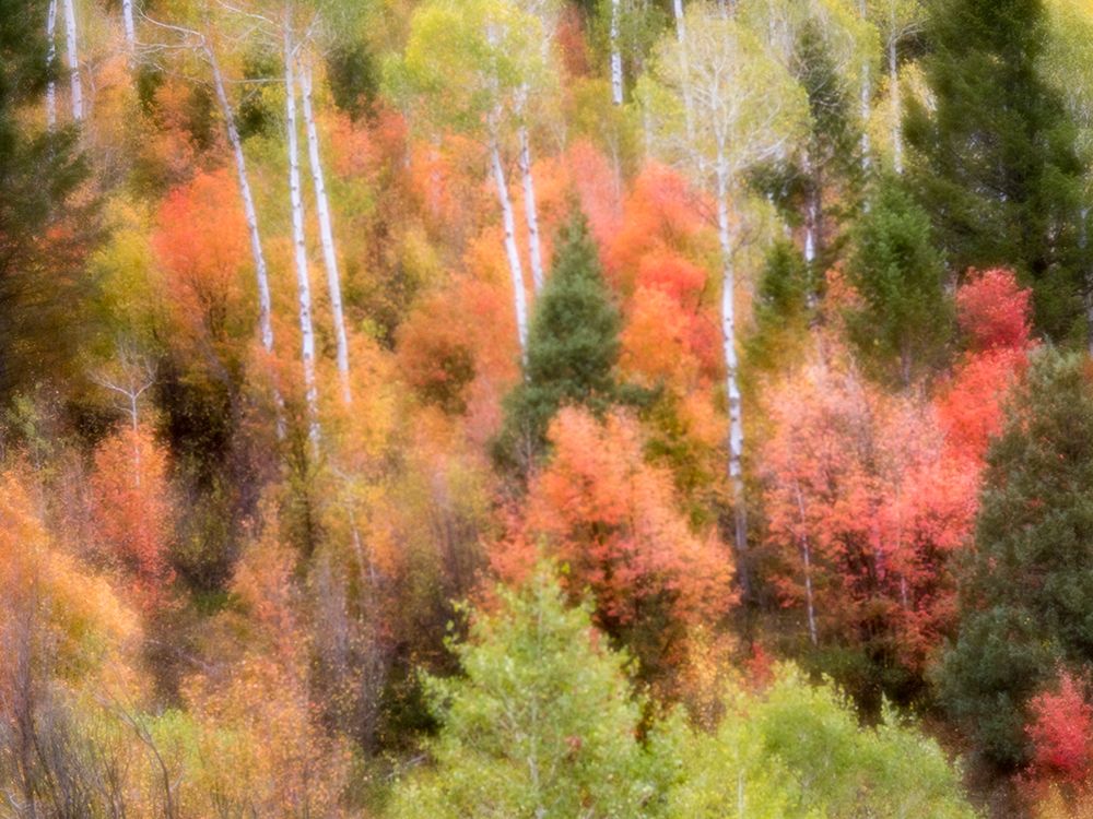 USA-Utah-Logan Canyon Colorful aspens in autumn art print by Terry Eggers for $57.95 CAD