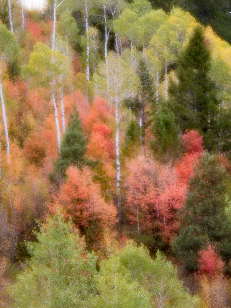 USA-Utah-Logan Canyon Colorful aspens in autumn art print by Terry Eggers for $57.95 CAD