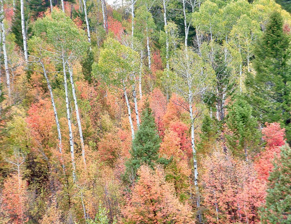 USA-Utah-Logan Canyon Colorful aspens in autumn art print by Terry Eggers for $57.95 CAD