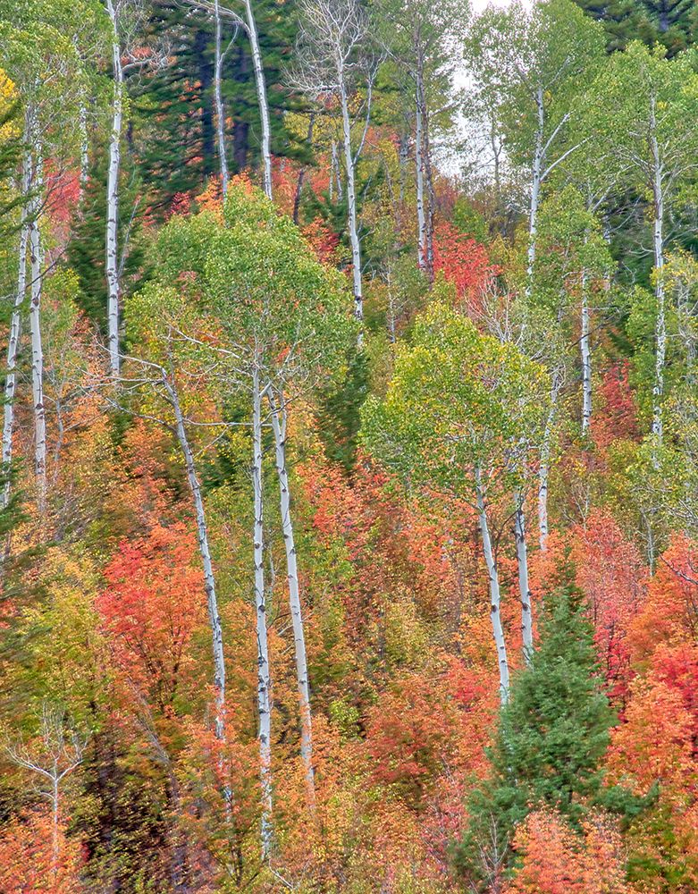 USA-Utah-Logan Canyon Colorful aspens in autumn art print by Terry Eggers for $57.95 CAD