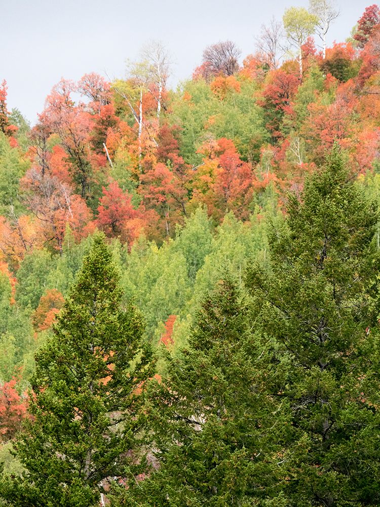 USA-Utah-Logan Canyon Colorful aspens in autumn art print by Terry Eggers for $57.95 CAD