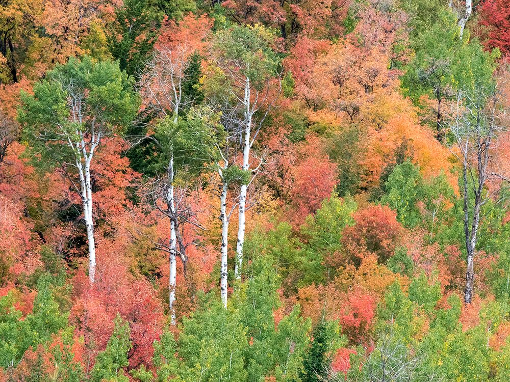 USA-Utah-Logan Canyon Colorful aspens in autumn art print by Terry Eggers for $57.95 CAD