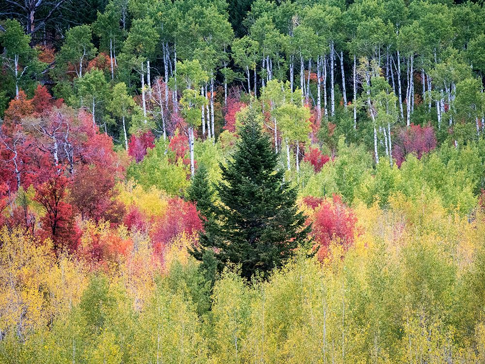 USA-Utah-Logan Canyon Colorful aspens in autumn art print by Terry Eggers for $57.95 CAD