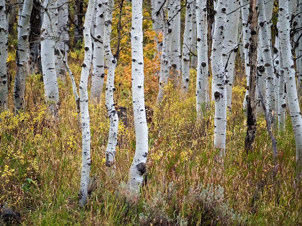 USA-Utah-Logan Canyon Colorful aspens in autumn art print by Terry Eggers for $57.95 CAD