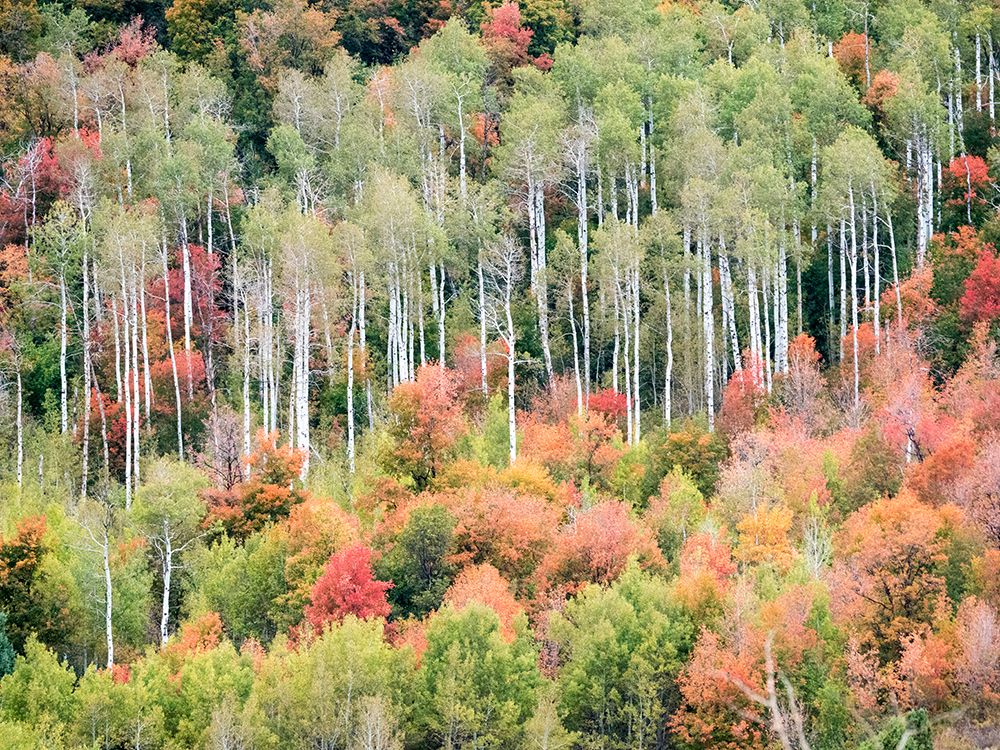 USA-Utah-Logan Canyon Colorful aspens in autumn art print by Terry Eggers for $57.95 CAD