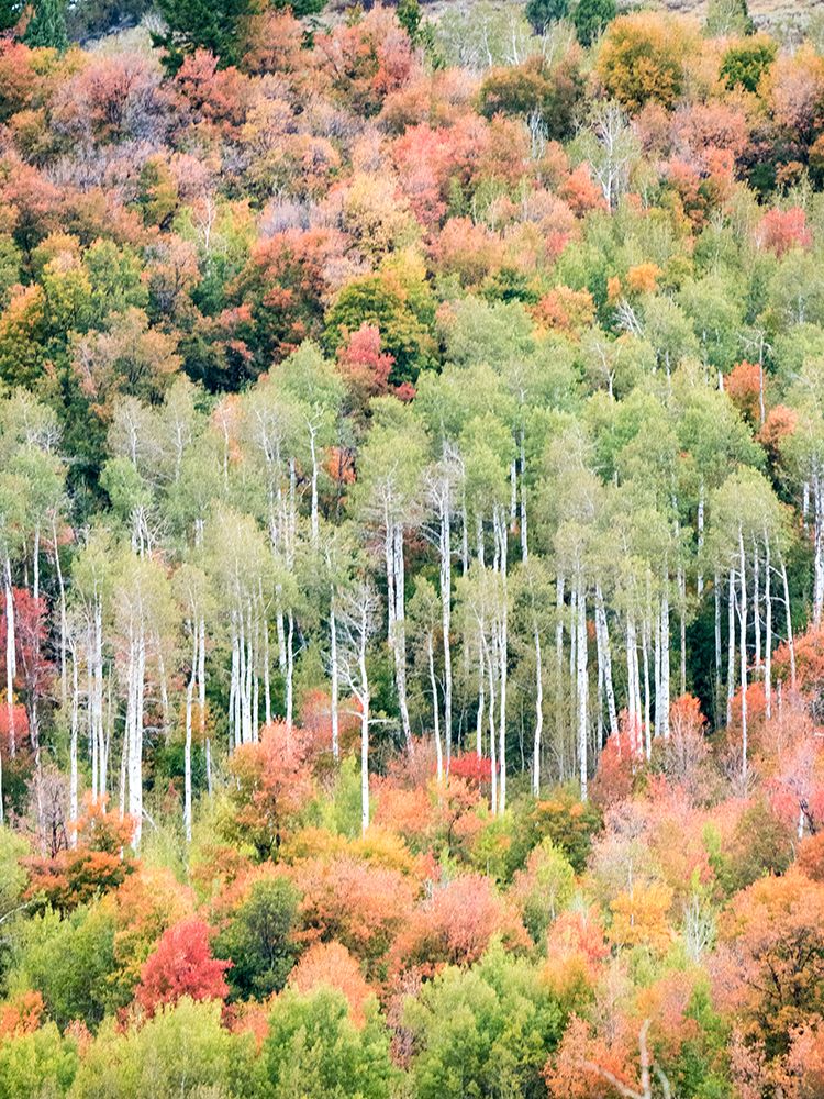 USA-Utah-Logan Canyon Colorful aspens in autumn art print by Terry Eggers for $57.95 CAD