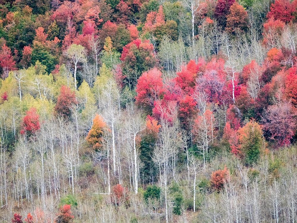USA-Utah-Logan Canyon Colorful aspens in autumn art print by Terry Eggers for $57.95 CAD