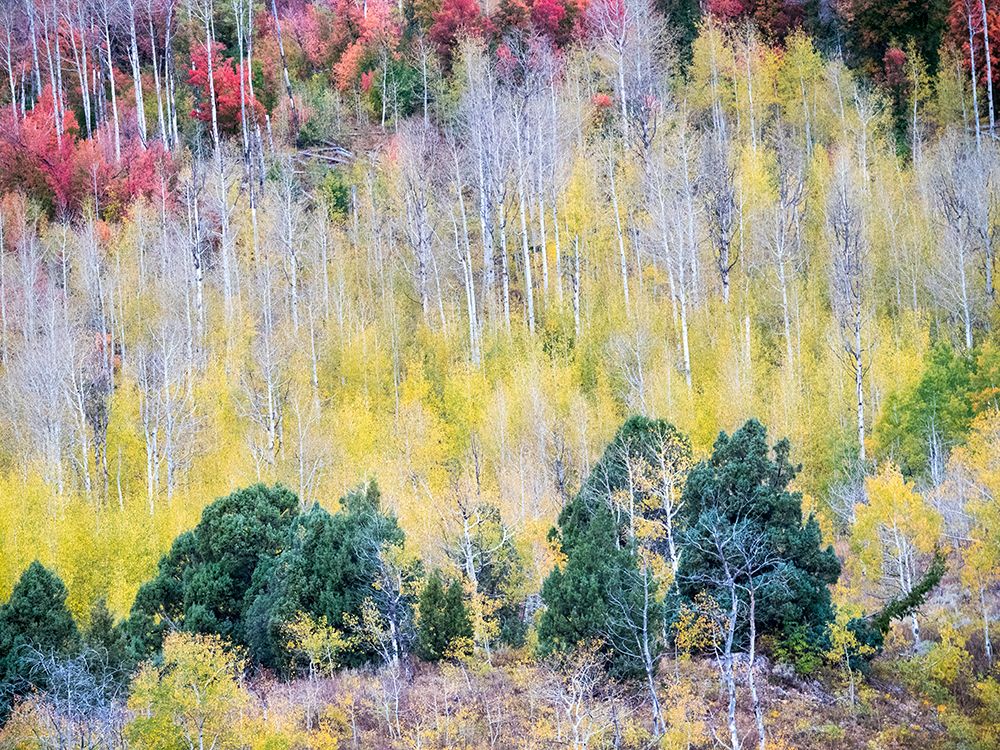 USA-Utah-Logan Canyon Colorful aspens in autumn art print by Terry Eggers for $57.95 CAD