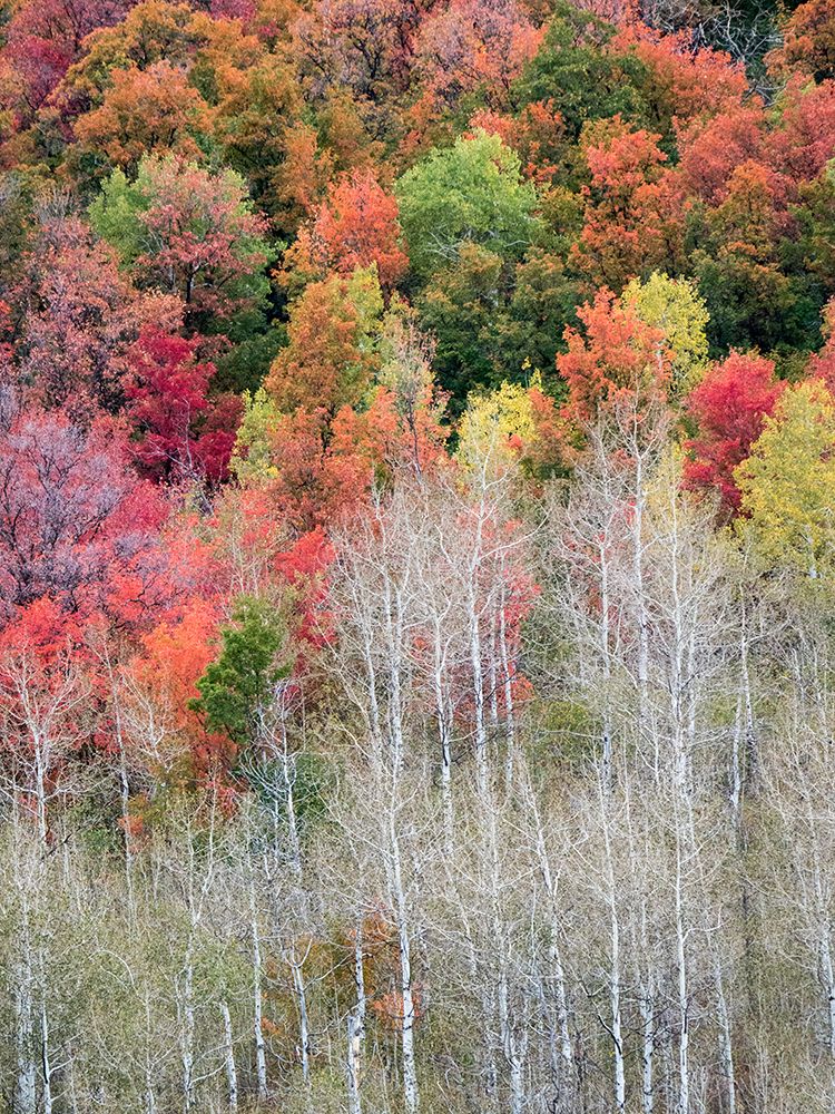 USA-Utah-Logan Canyon Colorful aspens in autumn art print by Terry Eggers for $57.95 CAD