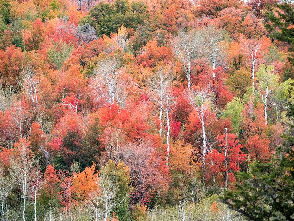 USA-Utah-Logan Canyon Colorful aspens in autumn art print by Terry Eggers for $57.95 CAD