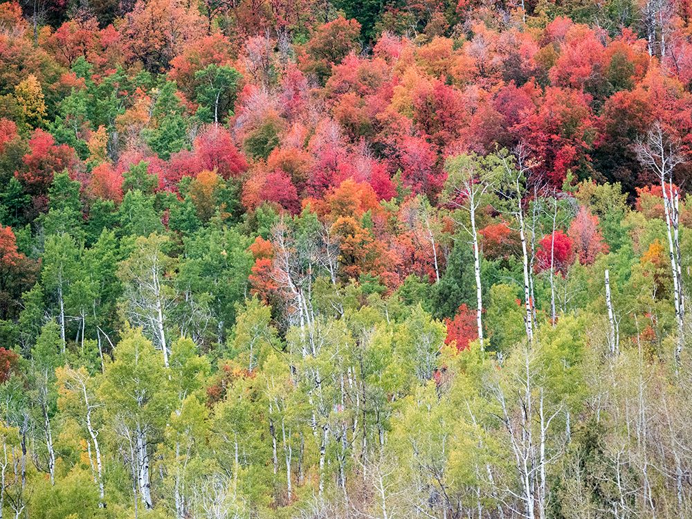 USA-Utah-Logan Canyon Colorful aspens in autumn art print by Terry Eggers for $57.95 CAD