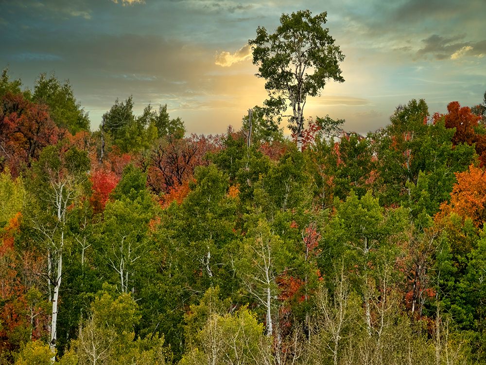 USA-Utah-Logan Canyon Colorful aspens in autumn art print by Terry Eggers for $57.95 CAD