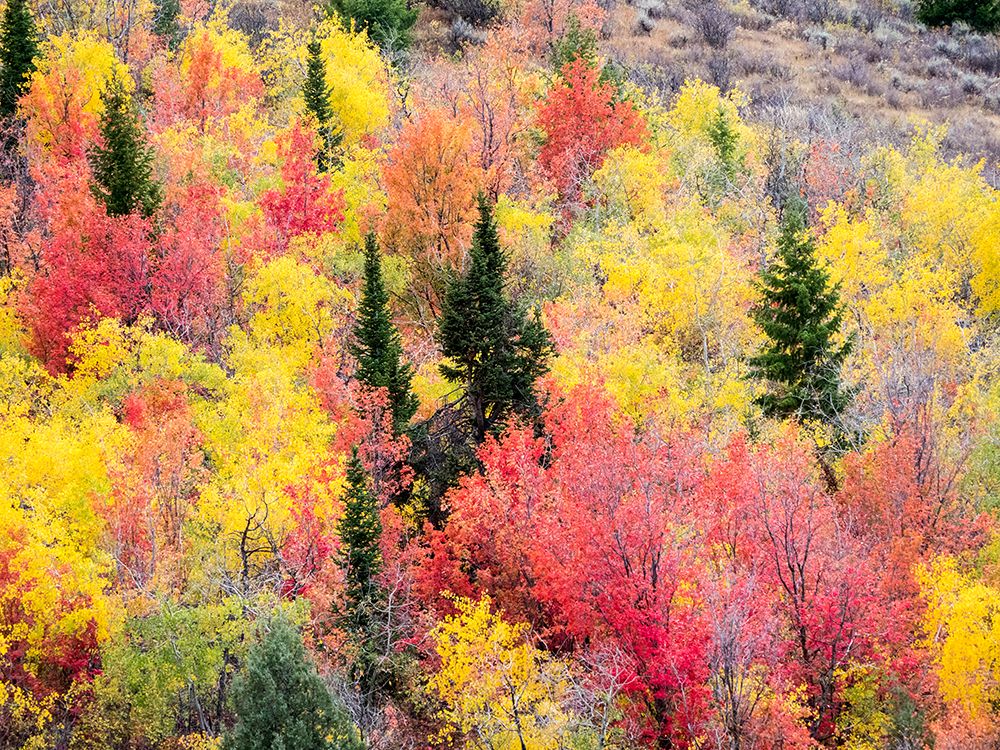 USA-Utah-Logan Canyon Colorful aspens in autumn art print by Terry Eggers for $57.95 CAD