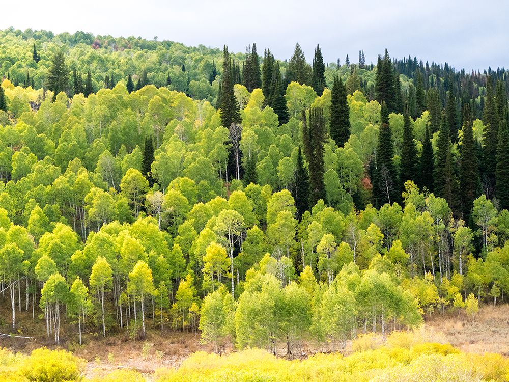 USA-Utah-Logan Canyon Colorful aspens in autumn art print by Terry Eggers for $57.95 CAD
