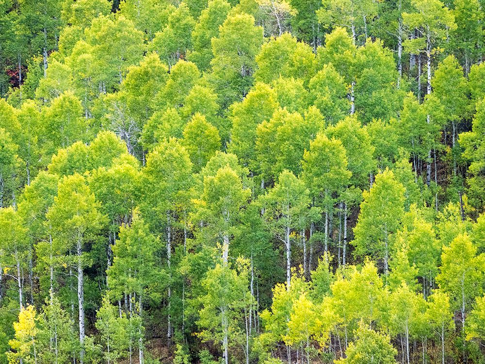 USA-Utah-Logan Canyon Colorful aspens in autumn art print by Terry Eggers for $57.95 CAD