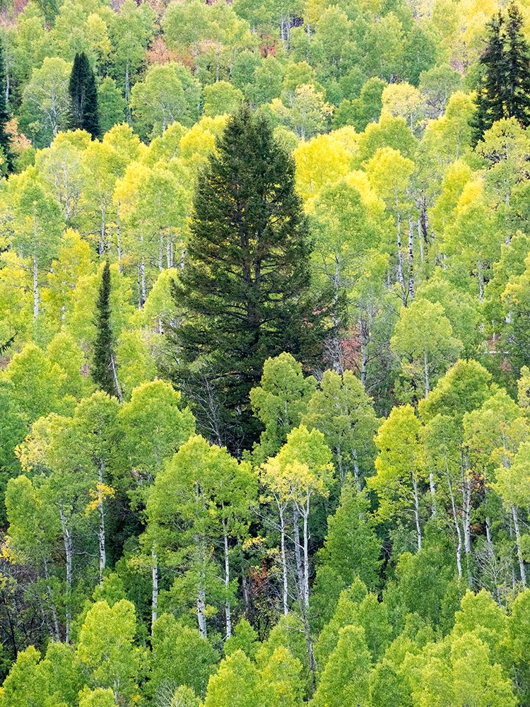 USA-Utah-Logan Canyon Colorful aspens in autumn art print by Terry Eggers for $57.95 CAD
