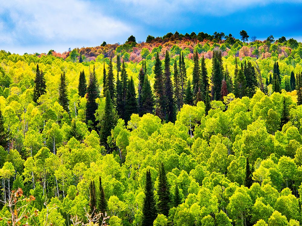 USA-Utah-Logan Canyon Colorful aspens in autumn art print by Terry Eggers for $57.95 CAD