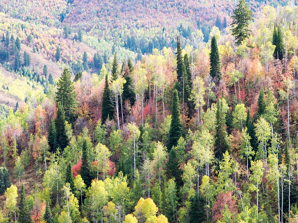 USA-Utah-Logan Canyon Colorful aspens in autumn art print by Terry Eggers for $57.95 CAD