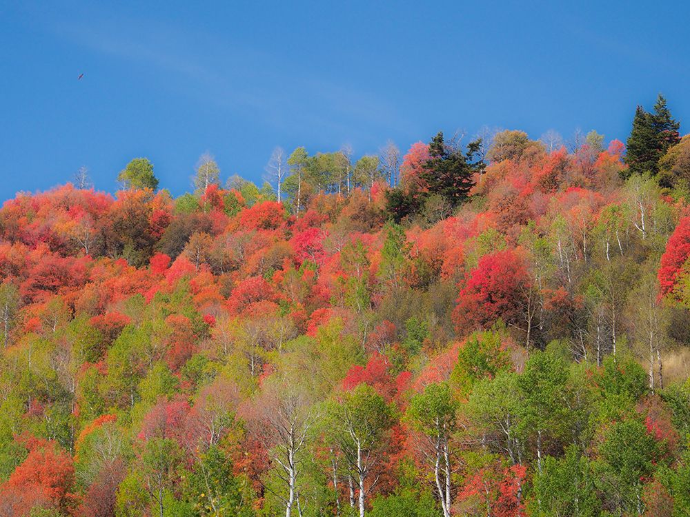 USA-Utah-Logan Pass Colorful autumn in Provo Pass art print by Terry Eggers for $57.95 CAD