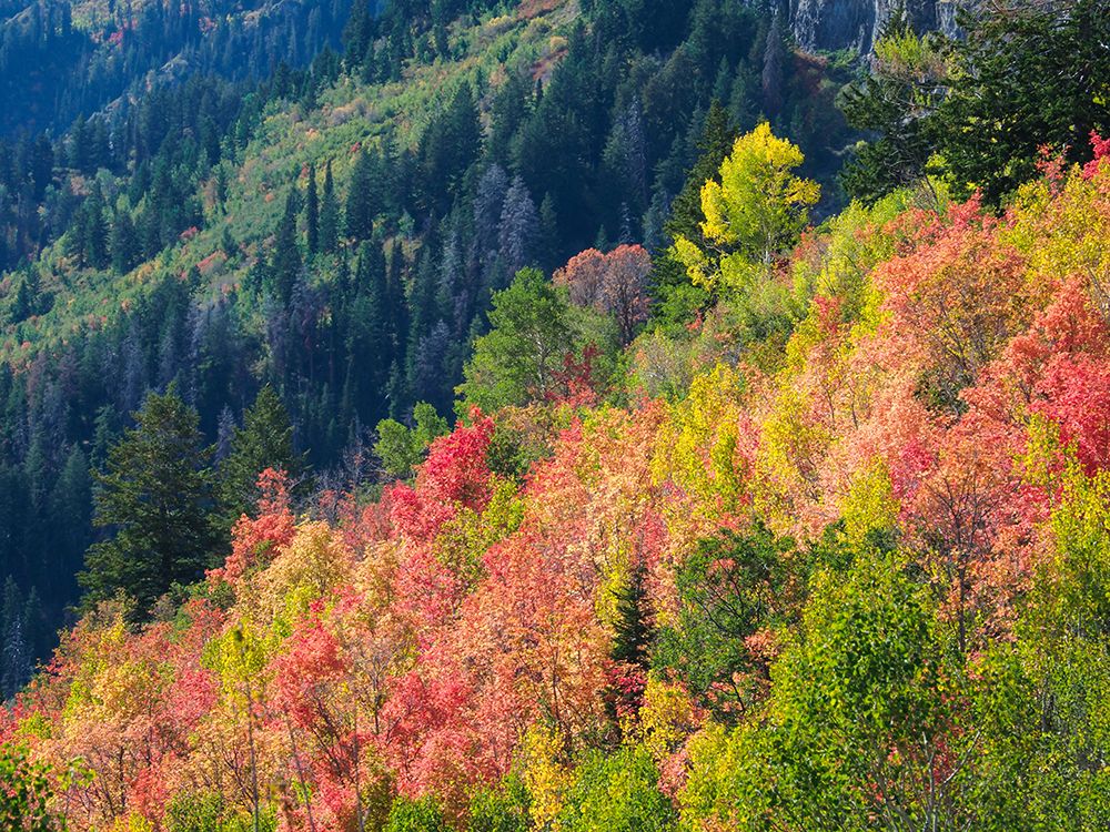 USA-Utah-Logan Pass Colorful autumn in Provo Pass art print by Terry Eggers for $57.95 CAD