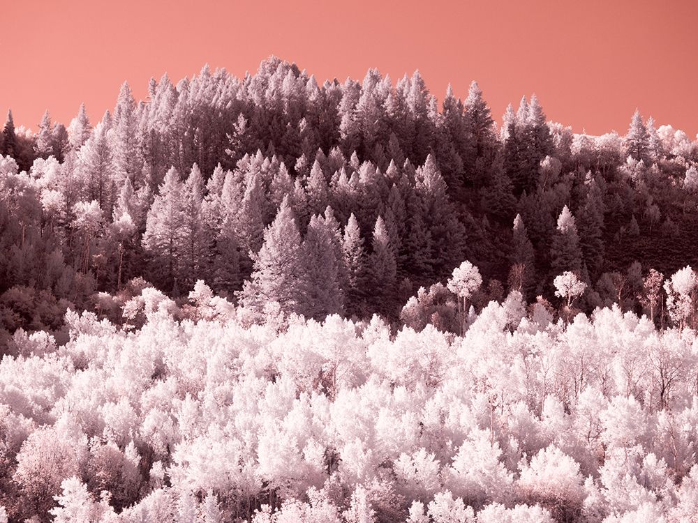USA-Utah Aspen grove in infrared of the Logan Pass area art print by Terry Eggers for $57.95 CAD