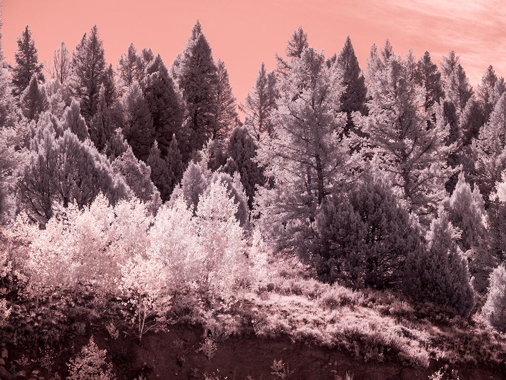 USA-Utah Aspen grove in infrared of the Logan Pass area art print by Terry Eggers for $57.95 CAD