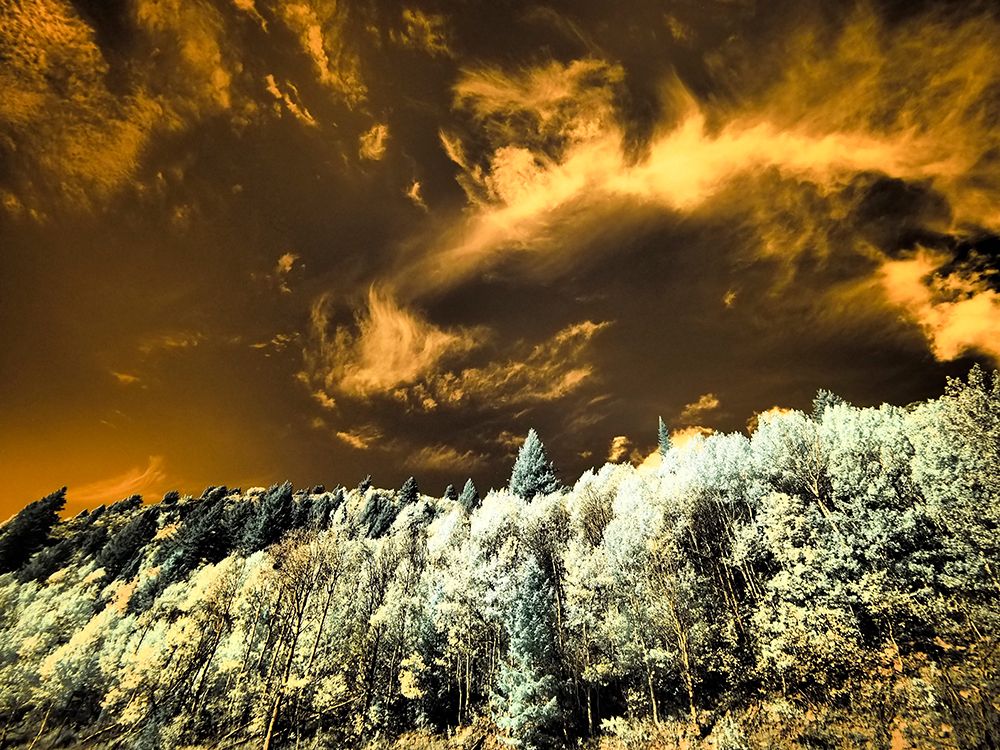 USA-Utah Aspen grove in infrared of the Logan Pass area art print by Terry Eggers for $57.95 CAD
