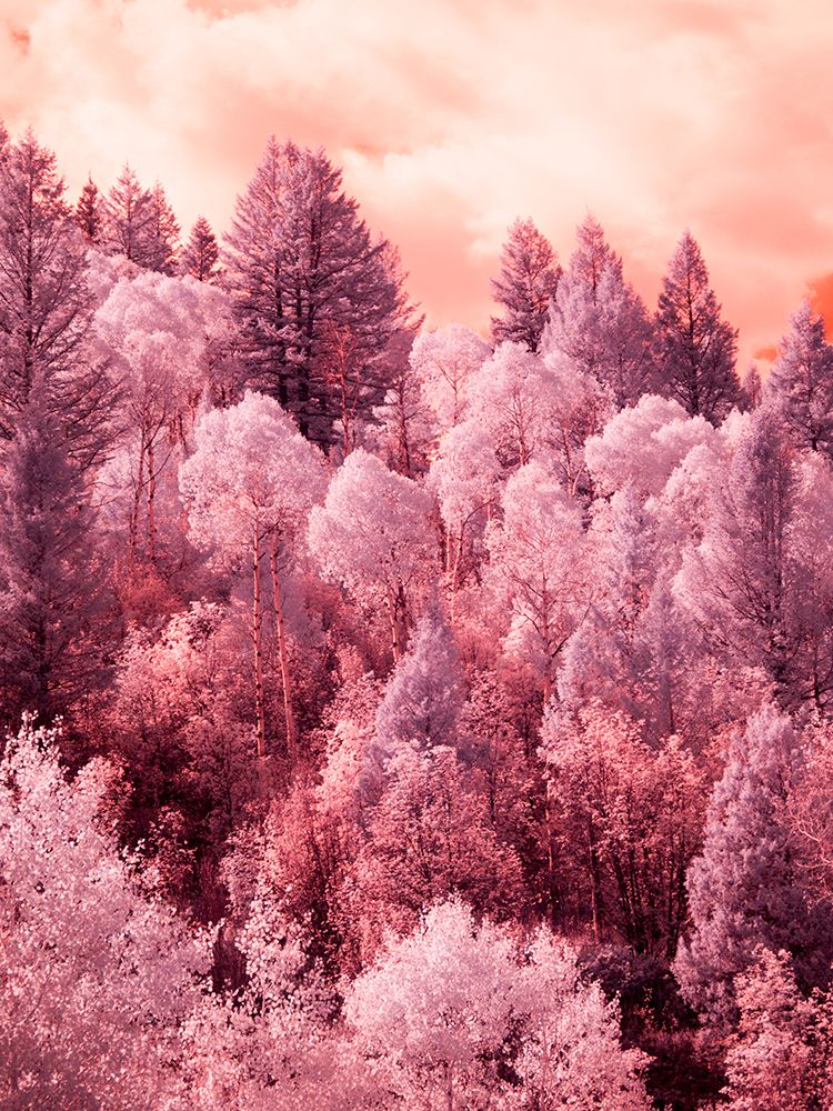 USA-Utah Aspen grove in infrared of the Logan Pass area art print by Terry Eggers for $57.95 CAD