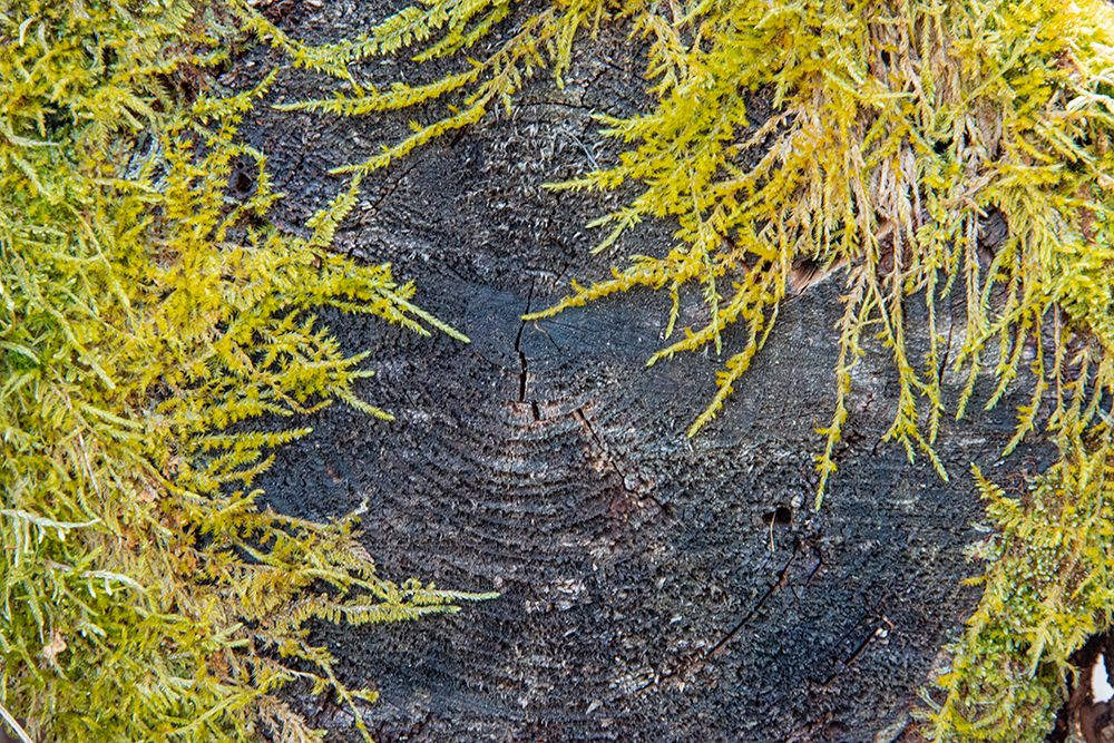USA-Vermont-Morrisville-Jopson Lane-moss covering end of log art print by Allison Jones for $57.95 CAD