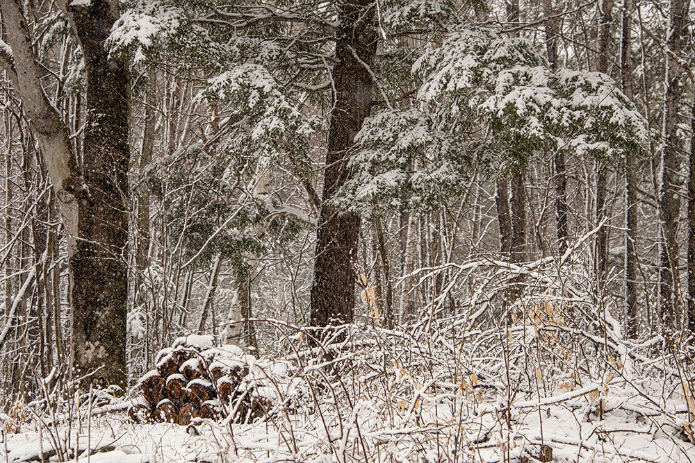 USA-Vermont-Morrisville-Jopson Lane-late spring snow fall in the forest art print by Allison Jones for $57.95 CAD