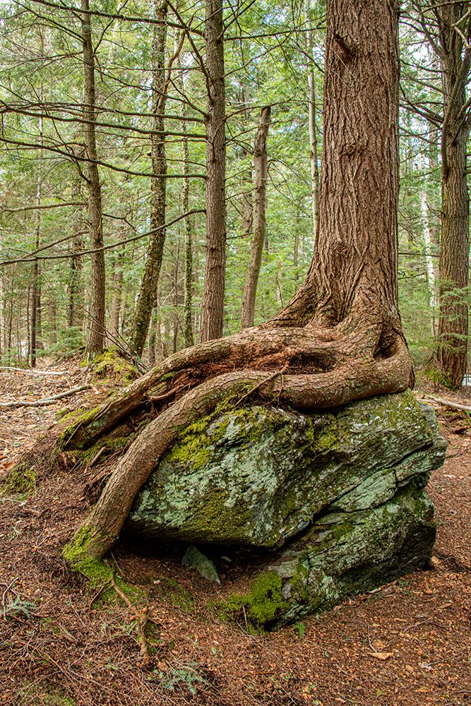 USA-Vermont-Morrisville Sterling Forest-tree with roots spread over lichen covered rocks art print by Allison Jones for $57.95 CAD