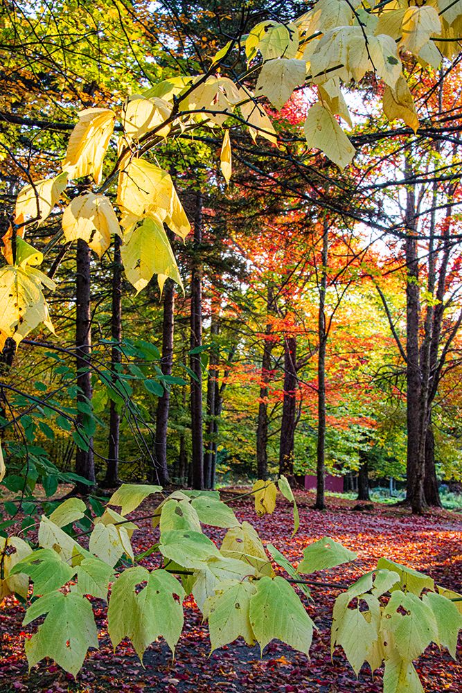 USA-Vermont-Morrisville-Jopson Lane Fall foliage art print by Allison Jones for $57.95 CAD