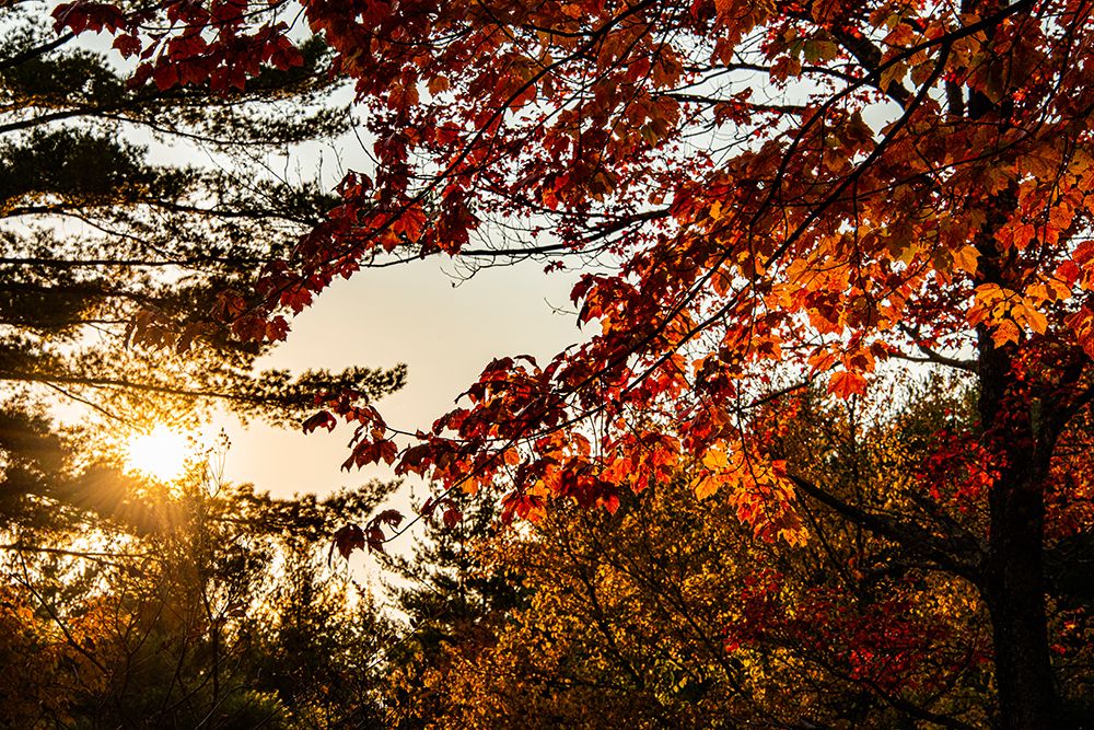 USA-Vermont-Morrisville-Jopson Lane Fall foliage art print by Allison Jones for $57.95 CAD