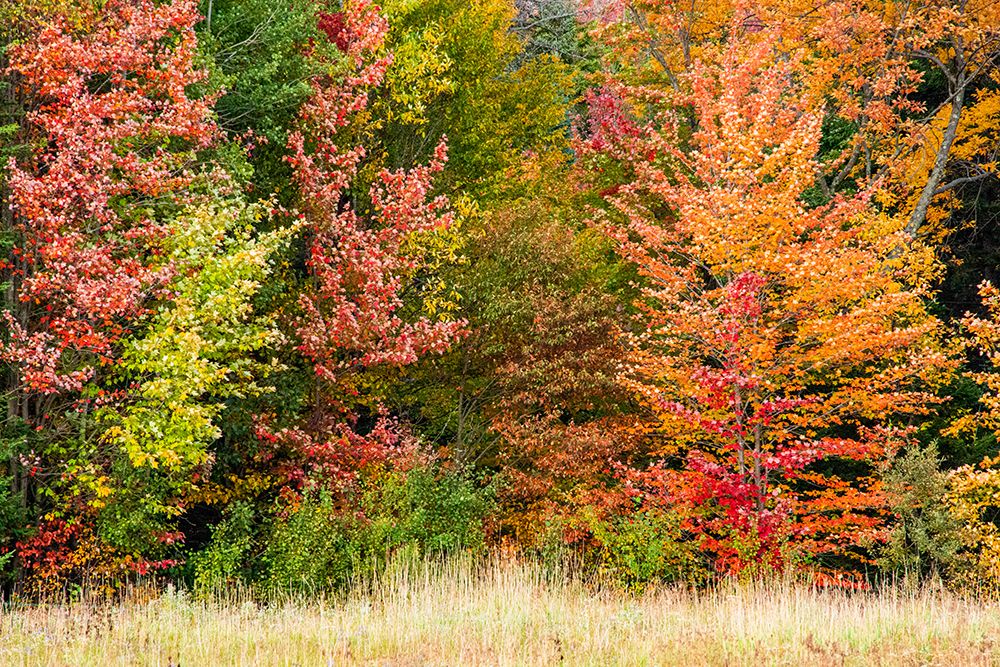 USA-Vermont-Morrisville Lyle McKee Road-fall foliage art print by Allison Jones for $57.95 CAD