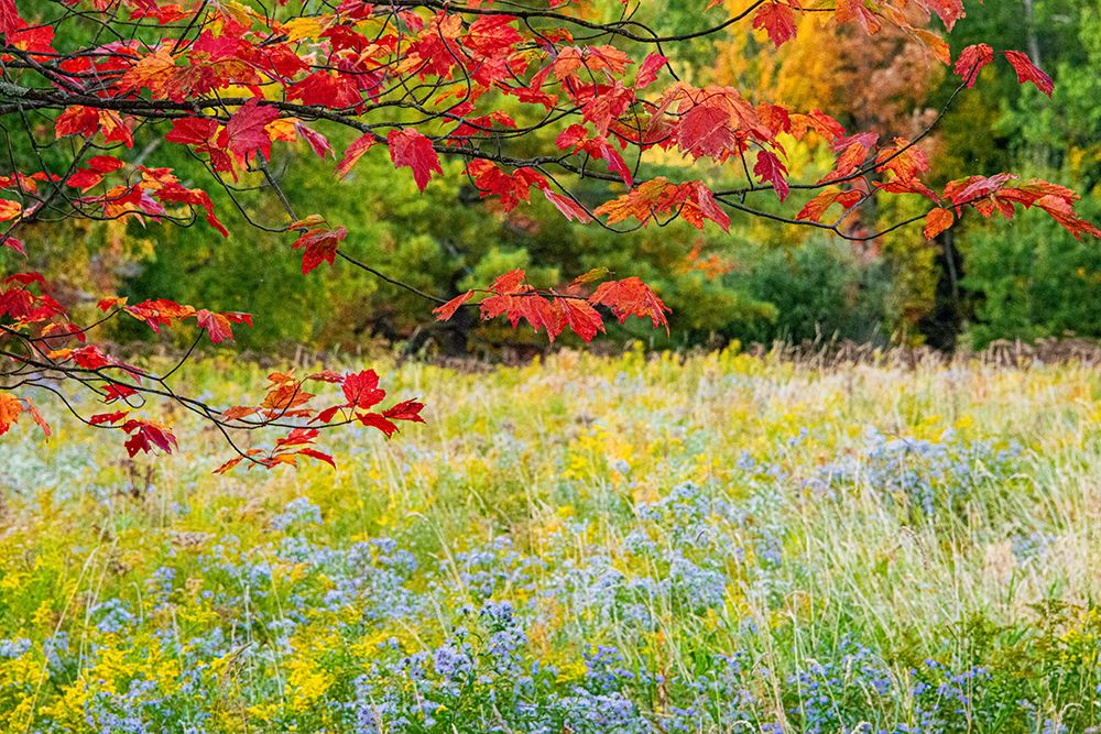 USA-Vermont-Morrisville Lyle McKee Road-fall foliage art print by Allison Jones for $57.95 CAD