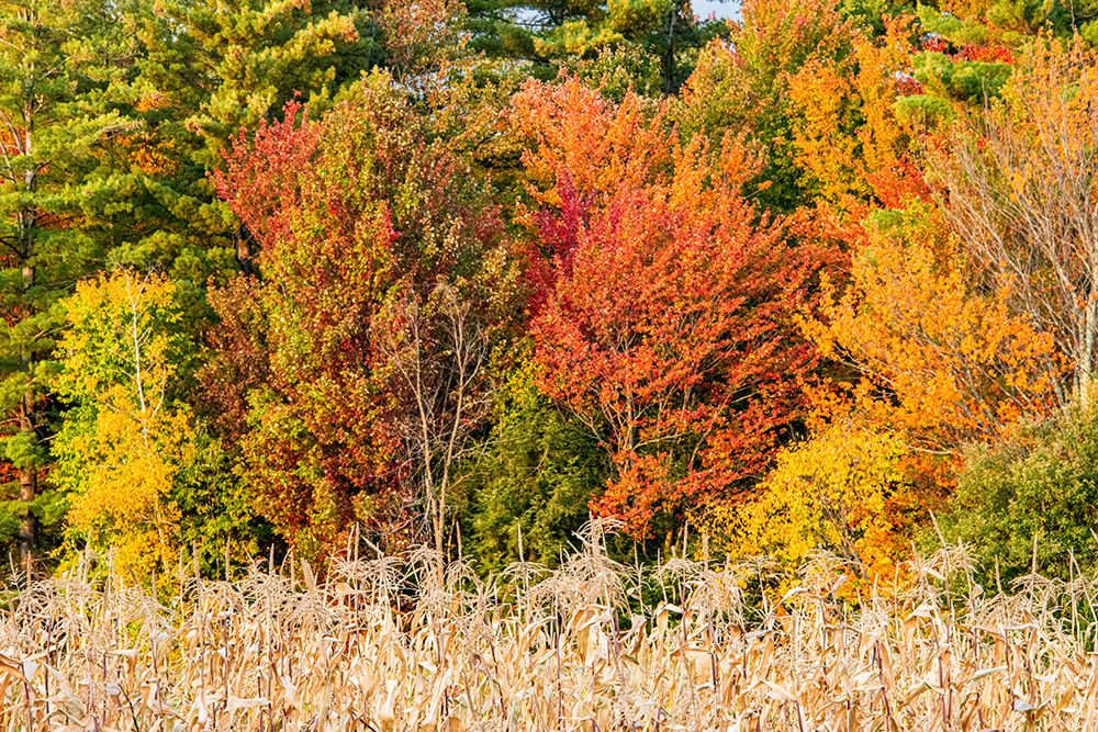 USA-Vermont-Morrisville Lyle McKee Road-fall foliage art print by Allison Jones for $57.95 CAD