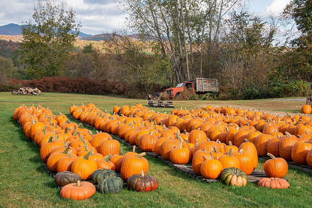 USA-Vermont-Stowe-West Hill Rd-pumpkin field art print by Allison Jones for $57.95 CAD