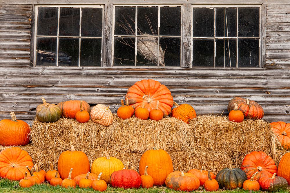 USA-Vermont-Stowe-West Hill Rd-pumpkin field art print by Allison Jones for $57.95 CAD