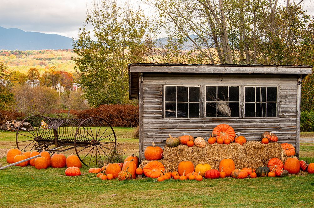 USA-Vermont-Stowe-West Hill Rd-pumpkin field art print by Allison Jones for $57.95 CAD
