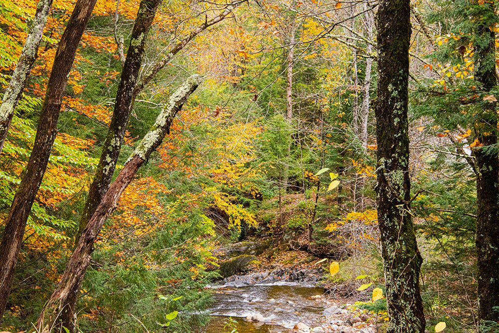 USA-Vermont-Stowe-Sterling Valley tributary to Little River in fall foliage art print by Allison Jones for $57.95 CAD